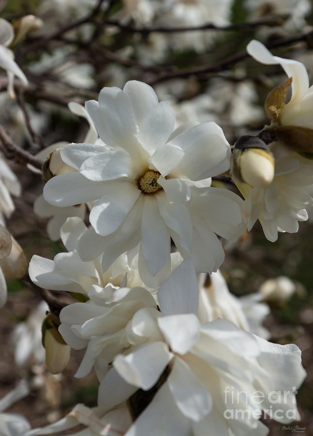 Star Magnolia Blooms Photograph by Jennifer White
