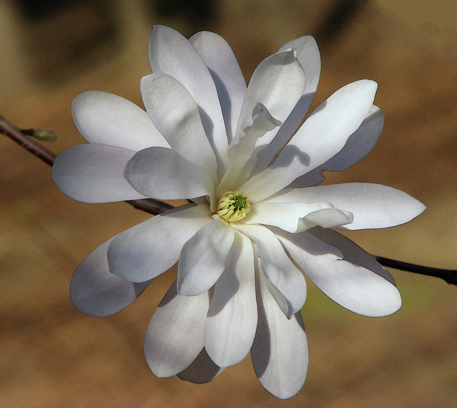 Star Magnolia Blossom Photograph by Margie Avellino