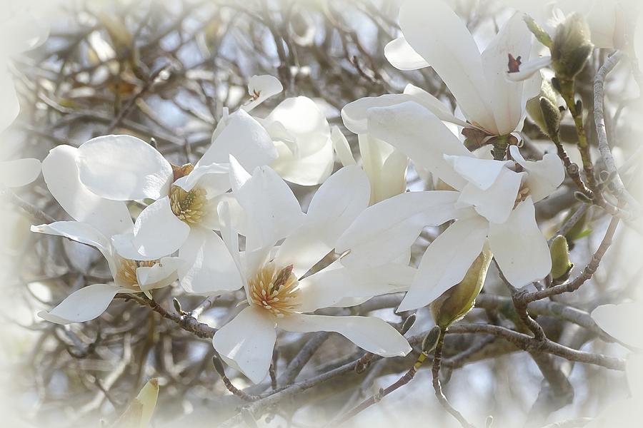 Star Magnolia Blossoms Photograph by Sandy Keeton