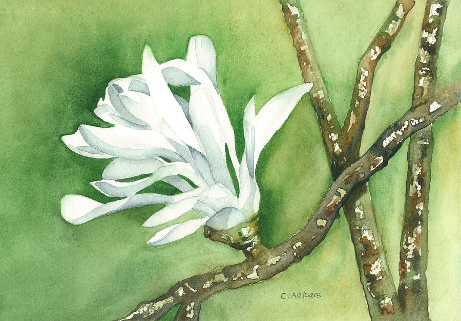 Magnolia Flower Painting - Star Magnolia by Corinne Aelbers