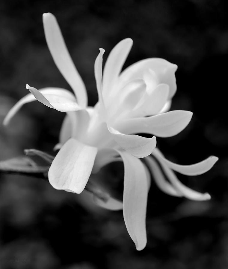 Star Magnolia Flower Black and White Photograph by Jennie Marie Schell