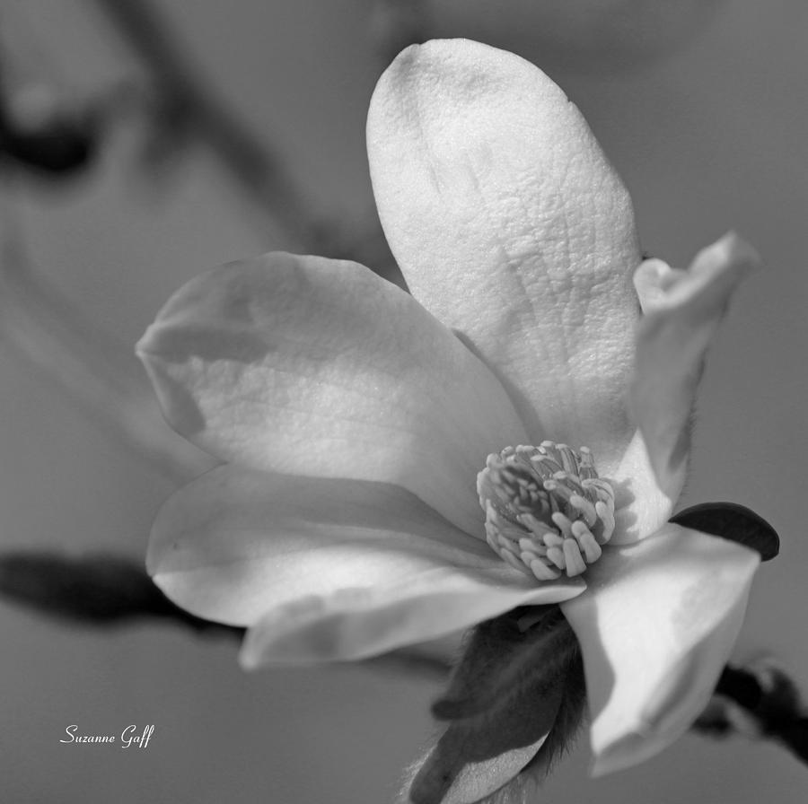 Star Magnolia in black and white Photograph by Suzanne Gaff
