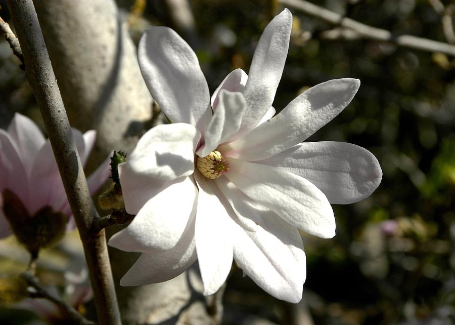 Star Magnolia In Bloom Photograph