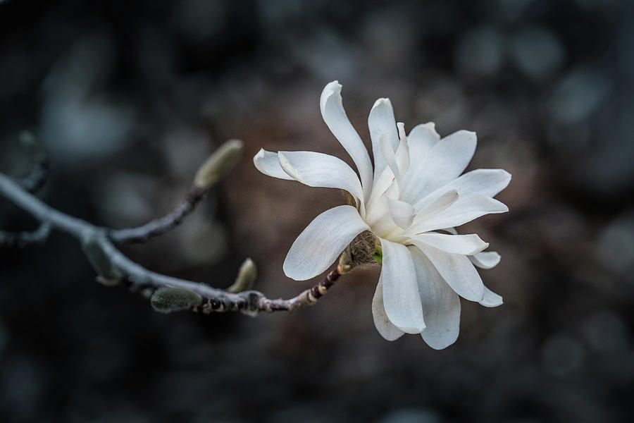 Star Magnolia  by Janis Knight