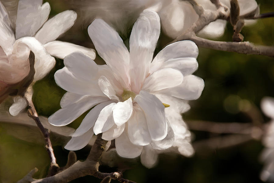 Star Magnolia Painting Painting by Don Wright