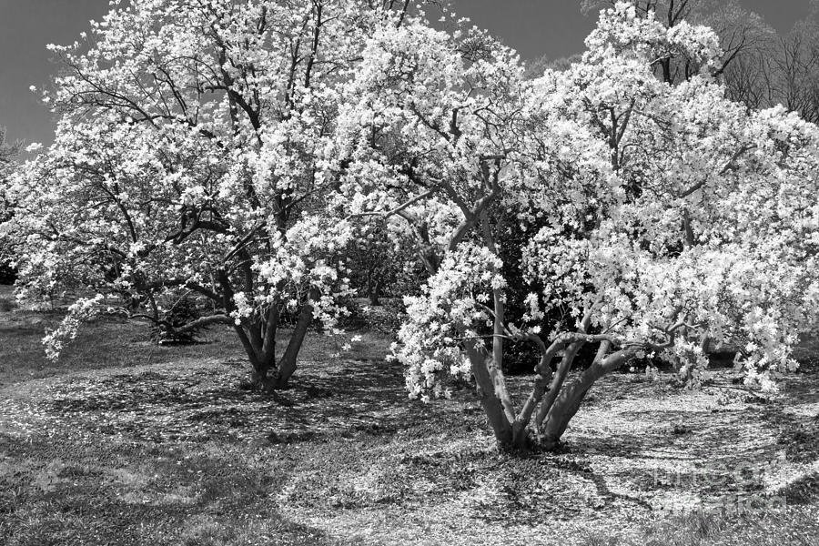 Star Magnolia Trees Photograph by Chris Scroggins