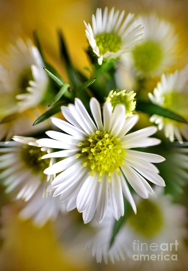 Nature Photograph - Star of Aster by Deb Halloran