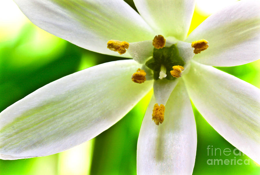 Flower Photograph - Star of Bethlehem Grass Lily by R K