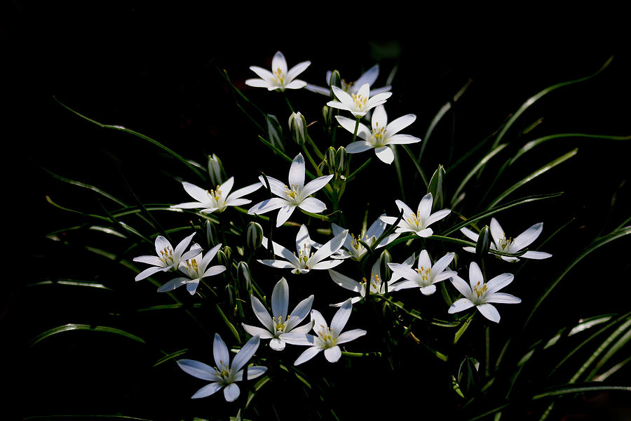 Star Of Bethlehem Photograph by Living Color Photography Lorraine Lynch