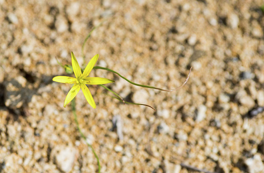 Star of Bethlehem Yellow flower. Photograph by Michalakis Ppalis