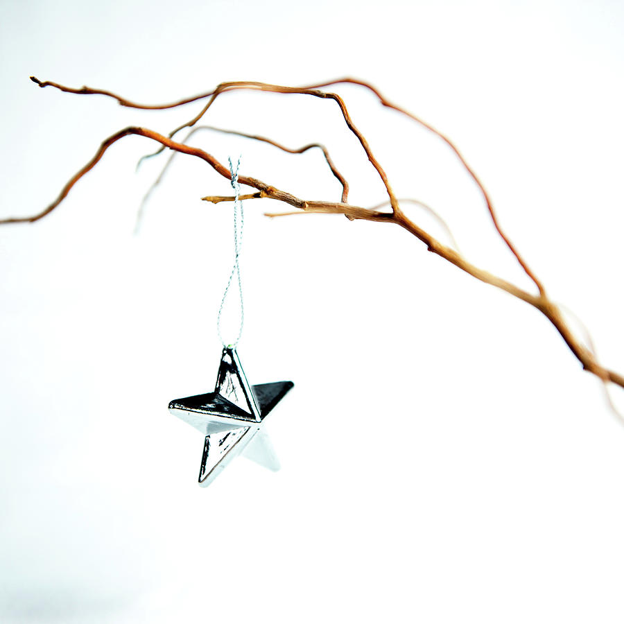 Star on a Branch Photograph by Helen Jackson