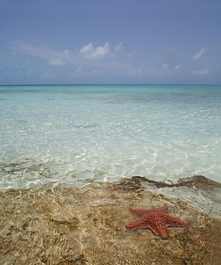 Fish Photograph - Star Paradise by Betsy Knapp