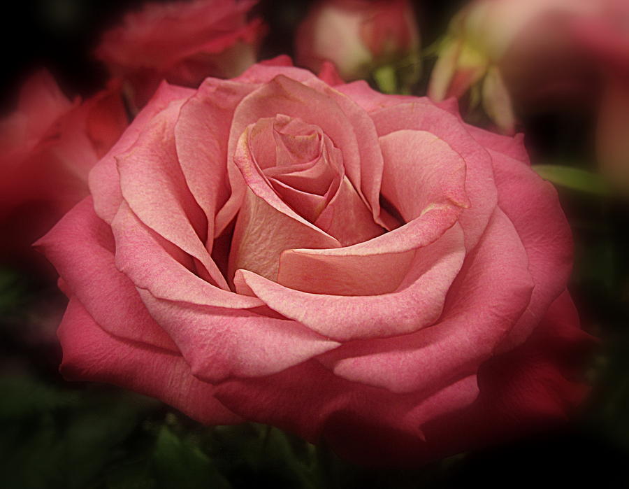 Flower Digital Art - Star Rose by Bonita Brandt