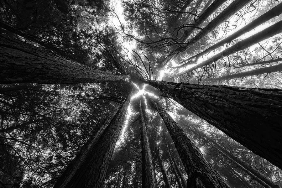 Star Shaped Canopy Photograph by Marco Oliveira
