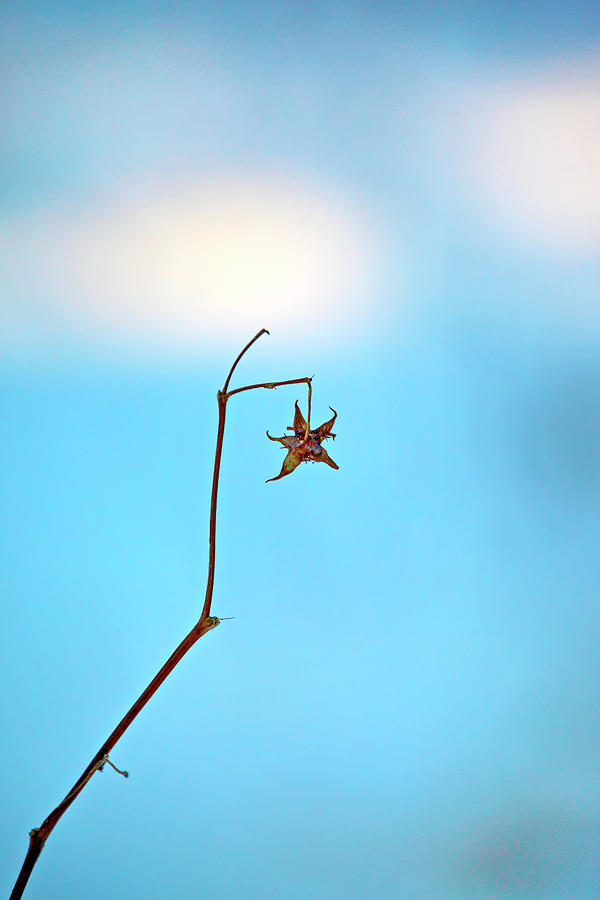 Star-shaped Withered Flower On A Sunny Winter Day Photograph