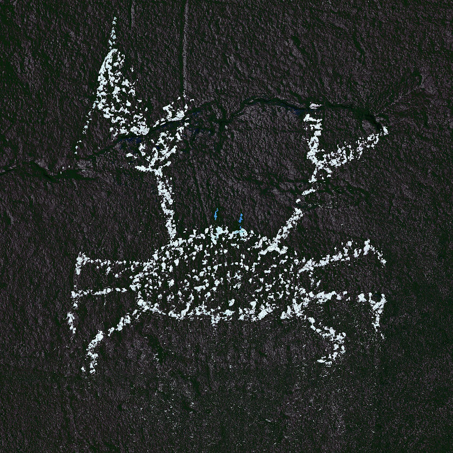 Crab Photograph - Blue-Eyed Constellation on the Wall of Night by Daniel Furon