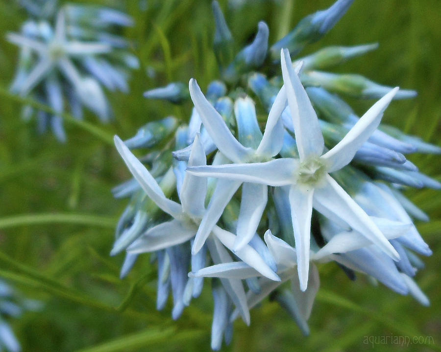 Star-Spangled Flowers Photograph by Kristin Aquariann