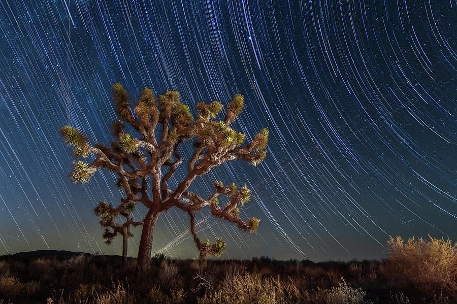 Joshua Tree National Park Photograph - Star spun by Bryan Xavier
