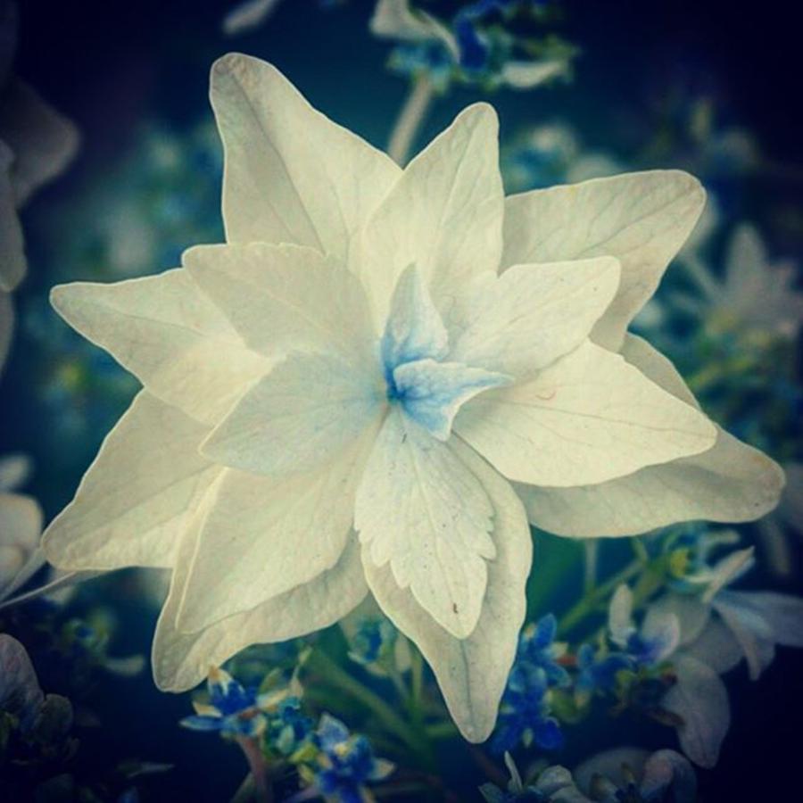 Flower Photograph - Star Flower by Sharon Halteman