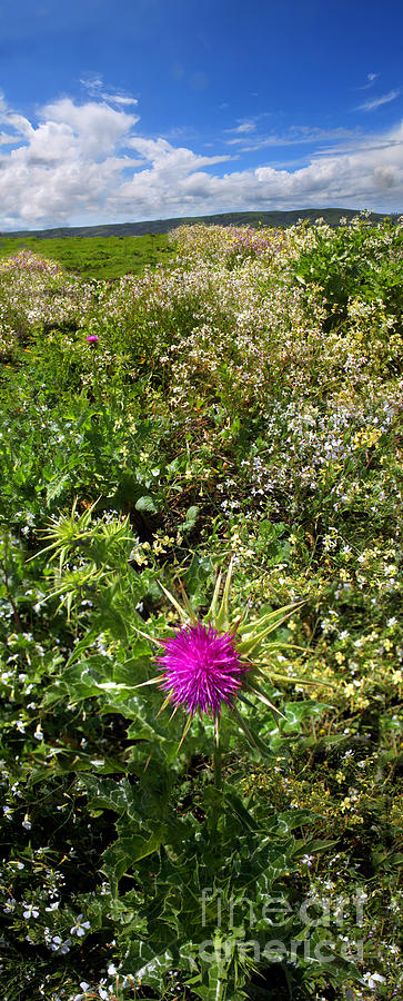 Star Thistle Flower in Marin County California Panorama Photograph by Wernher Krutein