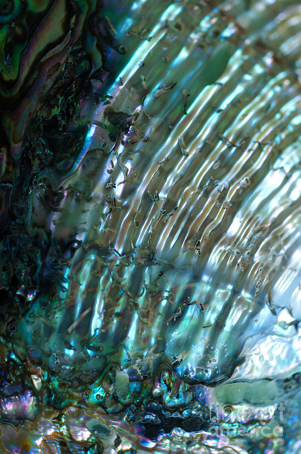 Abalone Photograph - Star Trails and Mermaid Tails by Joy Gerow