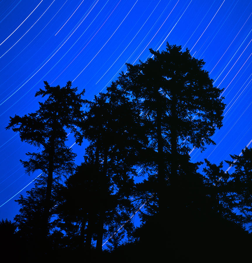 Olympic National Park Photograph - Star Trails Behind Ruby Beach Tree Group by Tim Rayburn