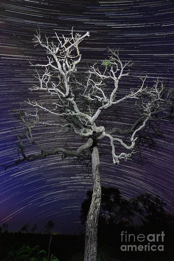 Nature Photograph - Star trails in the cerrado by Gabor Pozsgai