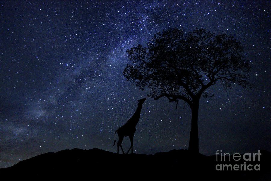 Star Trails Milk Way in South Africa Night Sky Photograph by Katrina