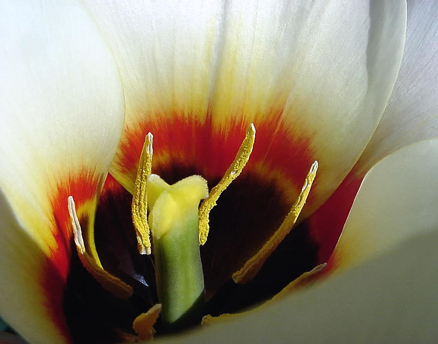 Star Tulip Photograph by Ross Powell