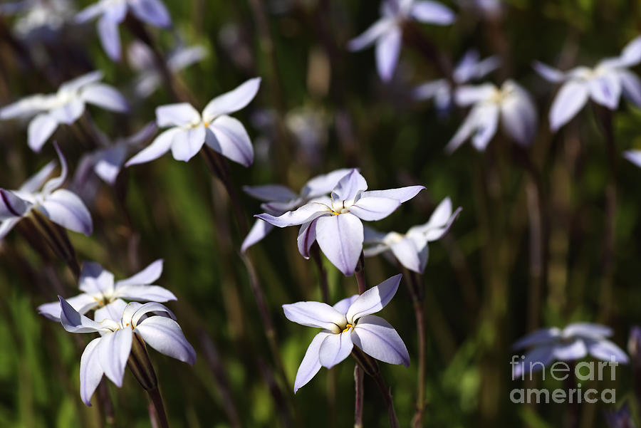 Star White Spring Flowers Photograph by Joy Watson
