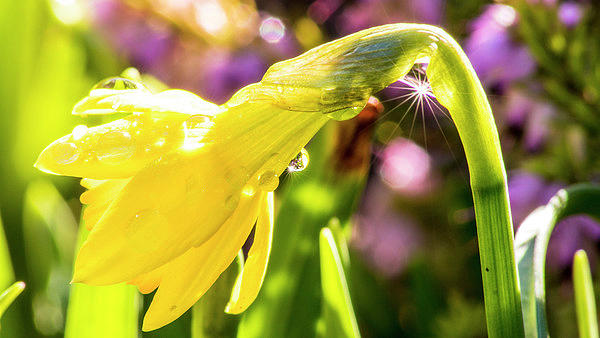 Spring Photograph - Starburst by Keith Sutton