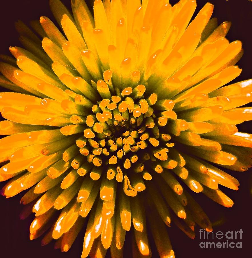 Flower Photograph - Starburst Orange by JoNeL Art