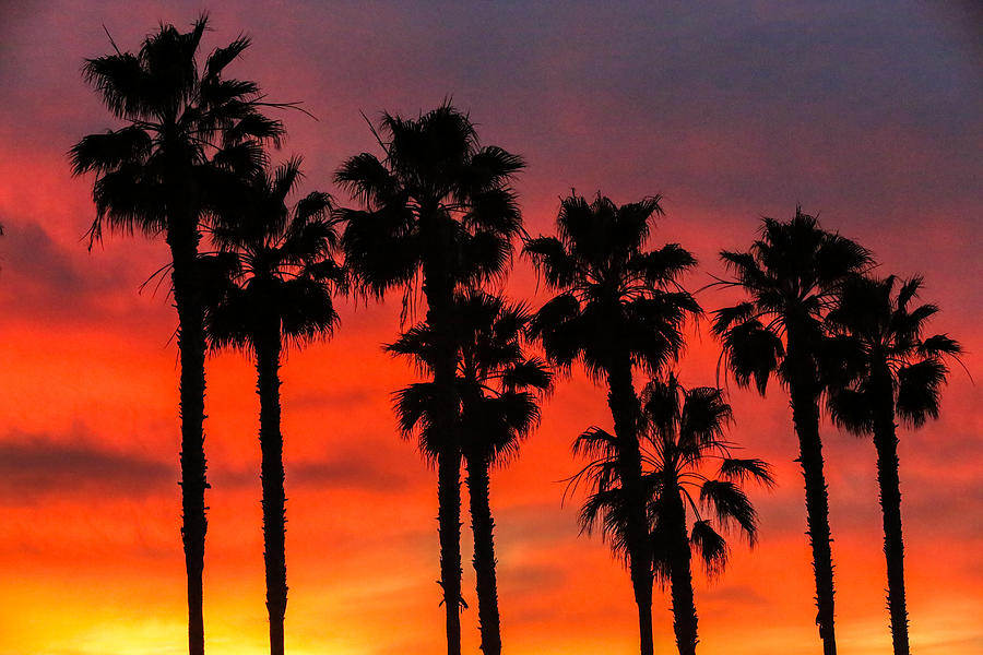 Sunset Photograph - Starburst Palms by Matty  Schweitzer
