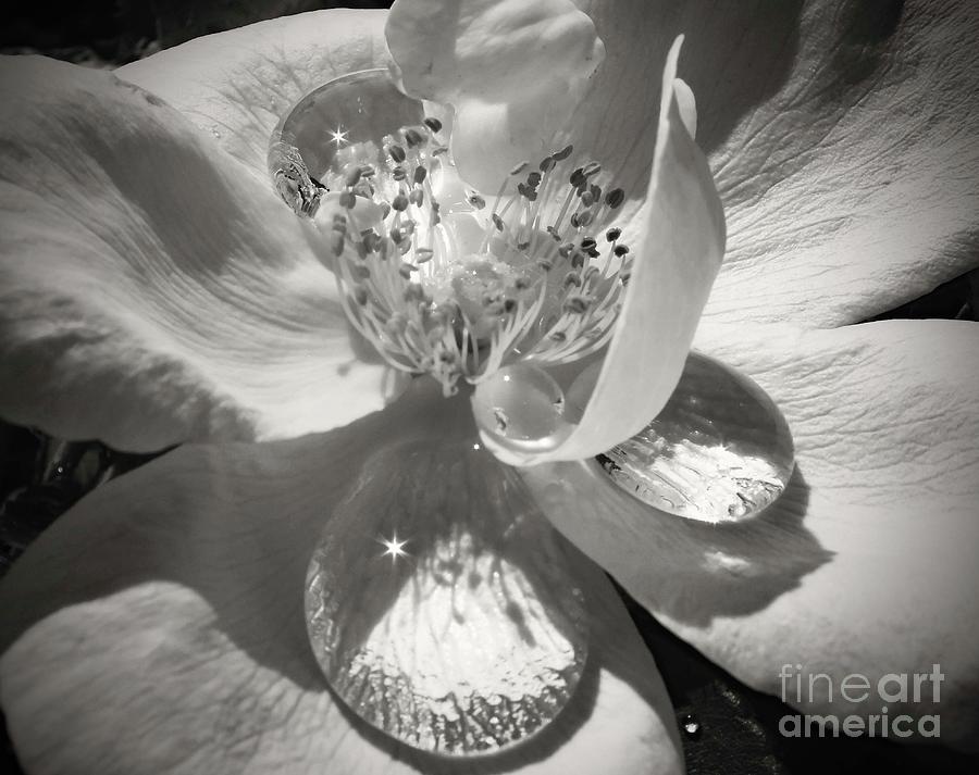 Starbursts - Sunny Knock Out Rose - Black And White Photograph