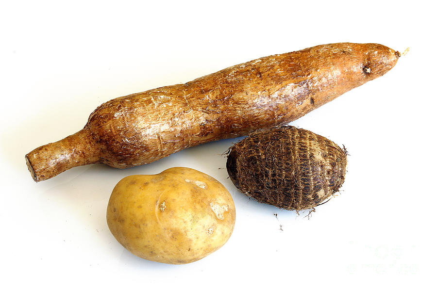 Starchy Tubers Photograph by Scimat