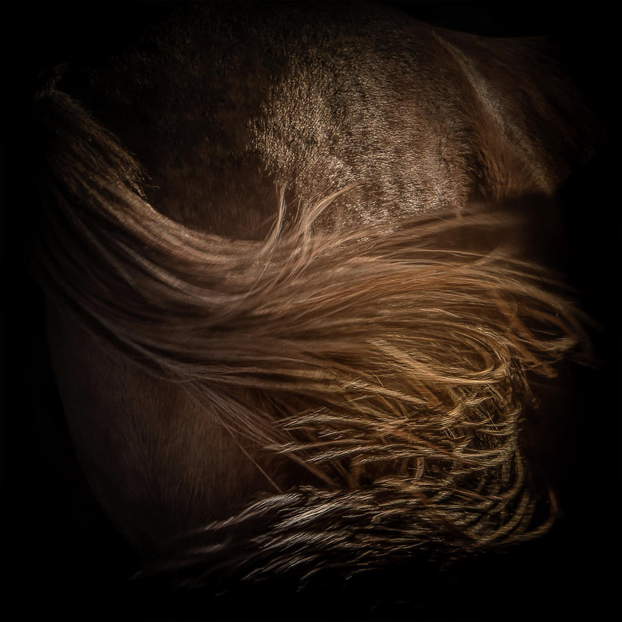 Stardust - Ends of Tail Photograph by Sandra Nesbit