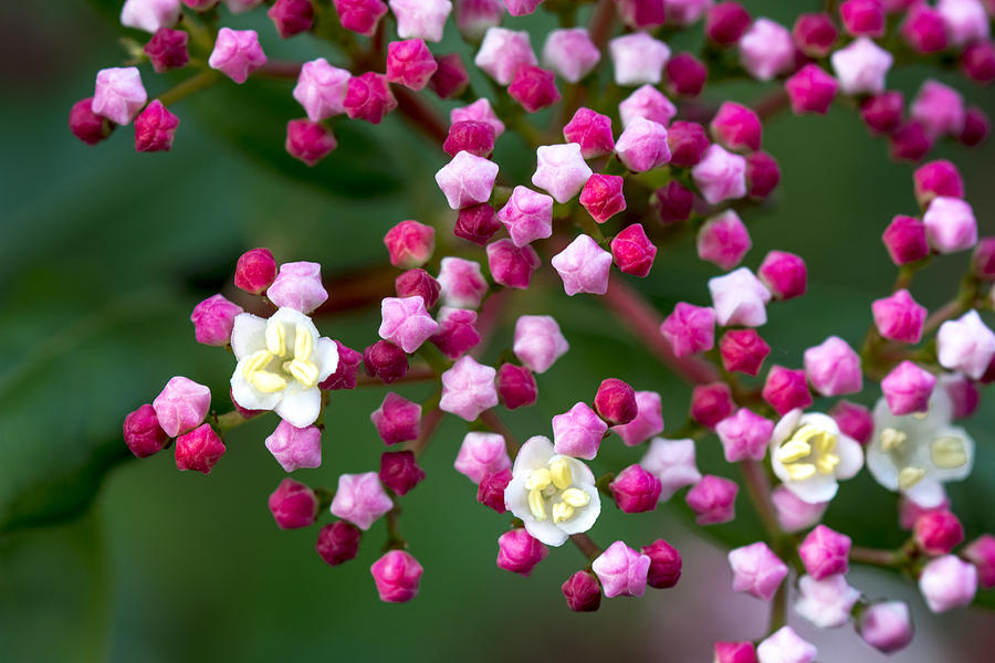 Stardust Flowers Photograph by Velda Ruddock - Fine Art America