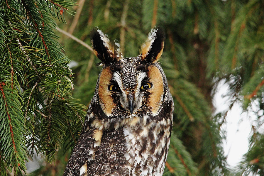 Stare Down by Debbie Oppermann Stare Down by Debbie Oppermann