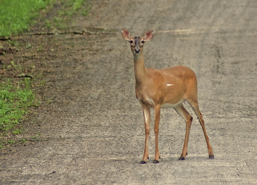 Deer Photograph - Stare Down by Rick Friedle