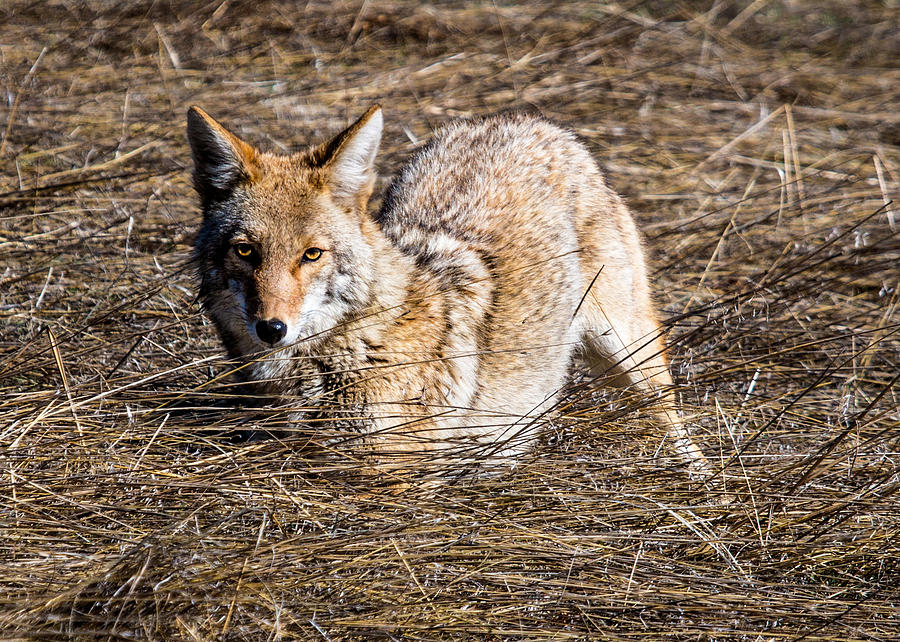 Stare of the Coyote Photograph by Dawn Key