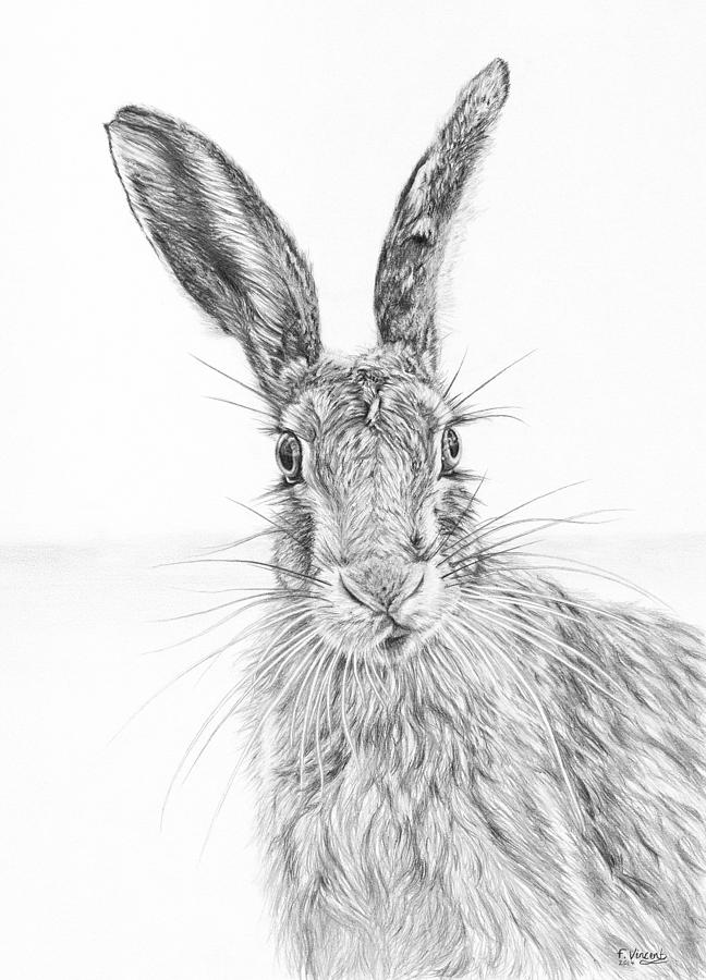 Stare Of The Hare Drawing by Frances Vincent