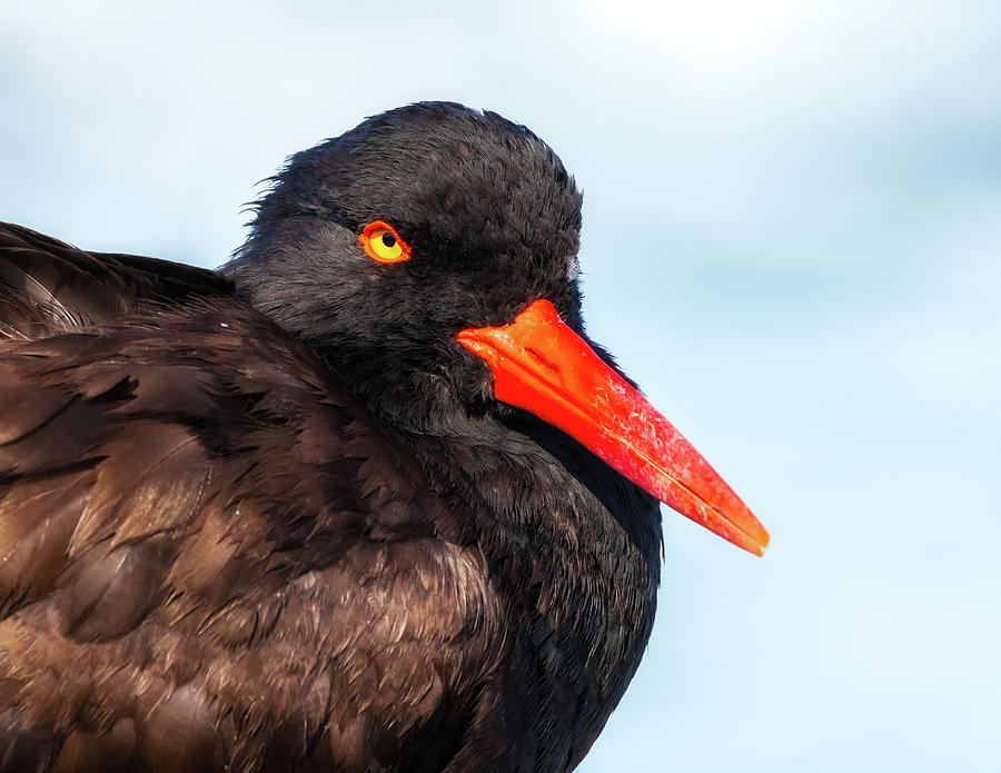 Stare OF The Oystercatcher Photograph by Jonathan Nguyen