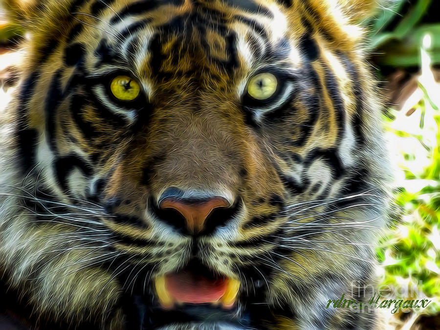 Stared Down by a Tiger Photograph by Margaux Dreamaginations