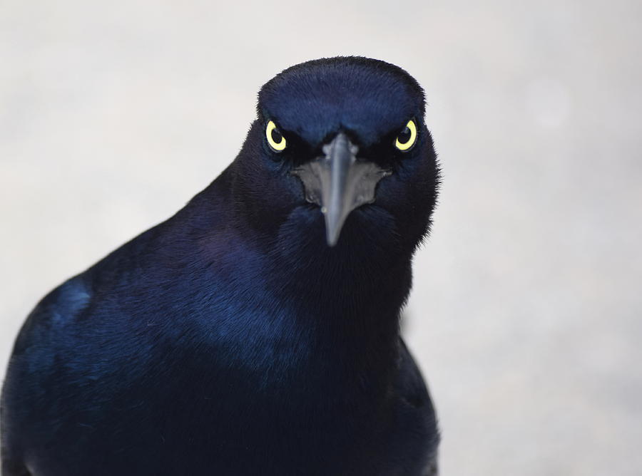 Bird Photograph - Staredown by Allen Gray