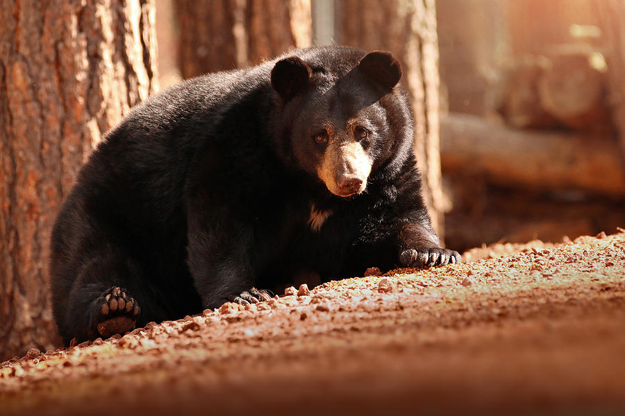 Bear Photograph - Staredown by Rob Blair