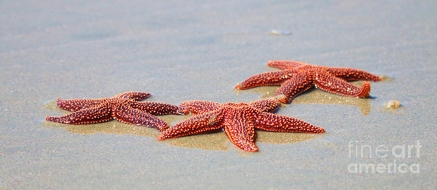 Starfish  1768 Photograph by Jack Schultz