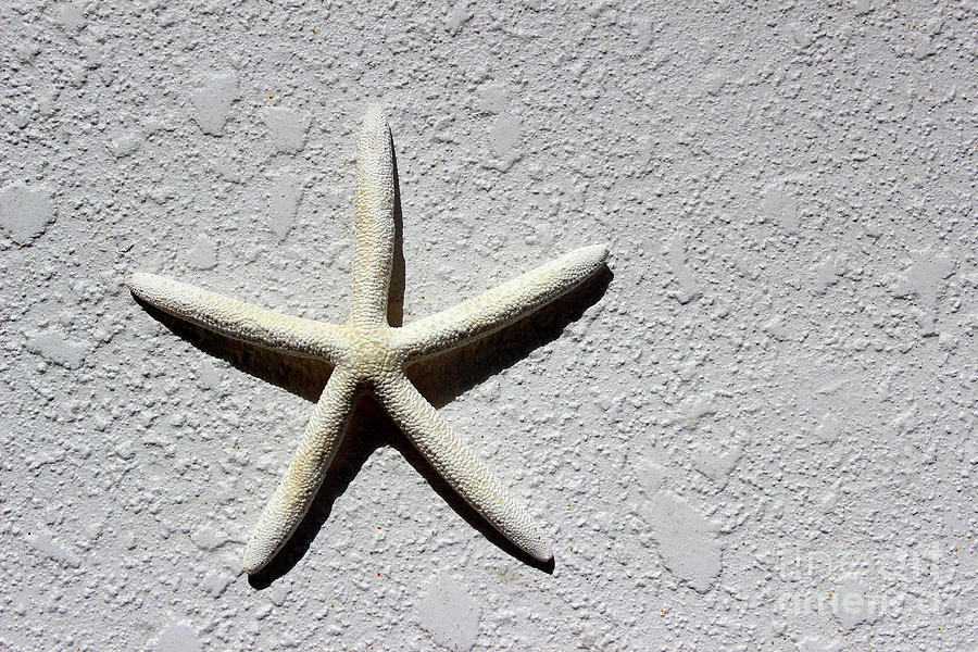 Starfish 2016 Photograph by Karen Adams