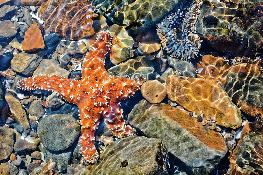 Starfish Abalone Cove Photograph by Kyle Hanson