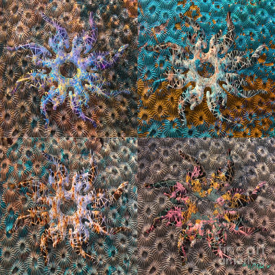 Pattern Digital Art - Starfish and Anemones by Walter Neal