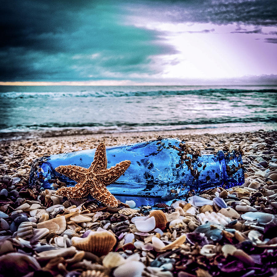 Starfish and Blue Bottle Photograph by Danny Mongosa